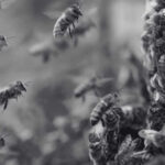 Fascinating Life of Honey Bee in Singapore