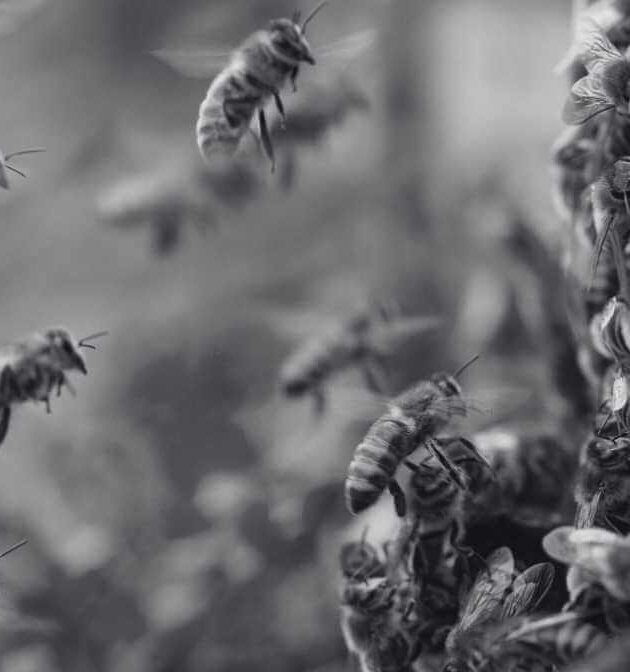Fascinating Life of Honey Bee in Singapore