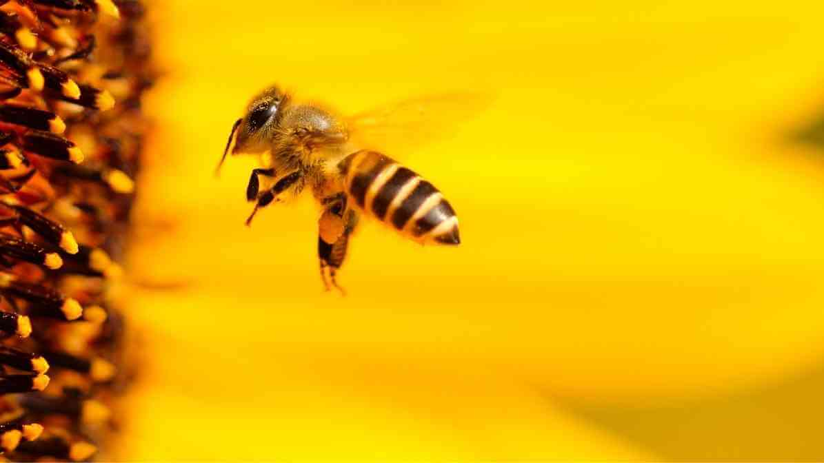 Fascinating Life of Honey Bee in Singapore Pollinators
