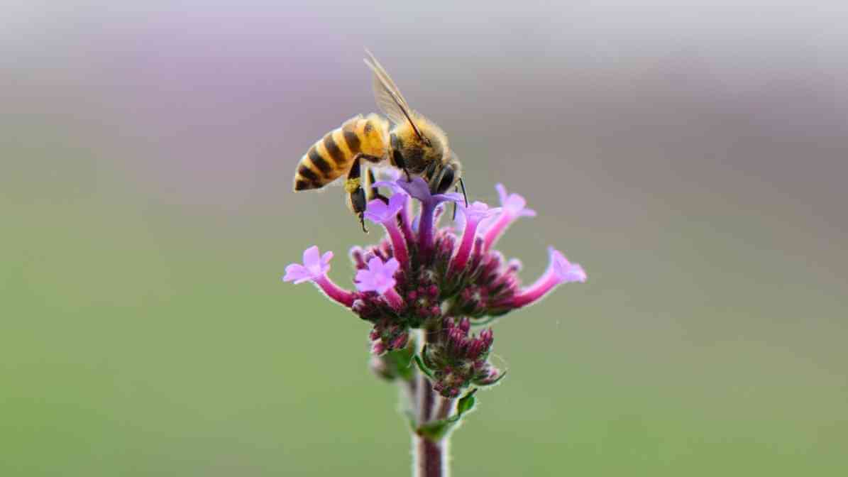Fascinating Life of Honey Bee