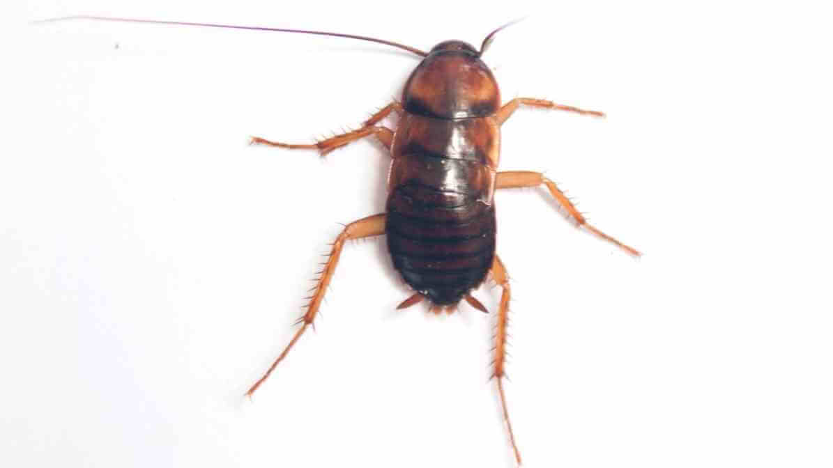 How to Get Rid of Cockroaches Brown Banded Cockroach