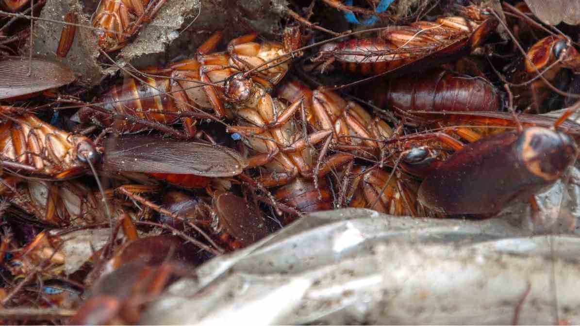 How to Get Rid of Cockroaches Severe Infestation