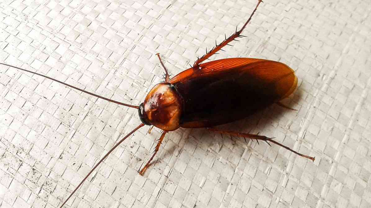 How to Identify Cockroach Species - American Cockroach