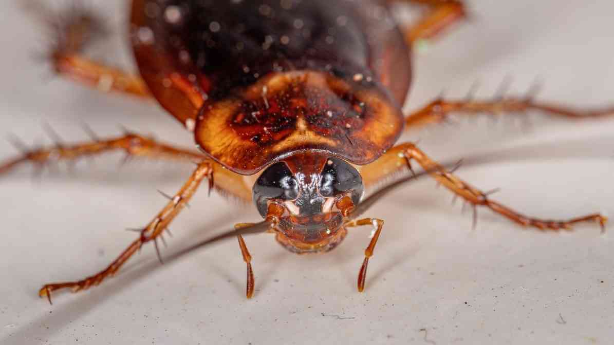 How to Identify Cockroach Species - Cockroach Head