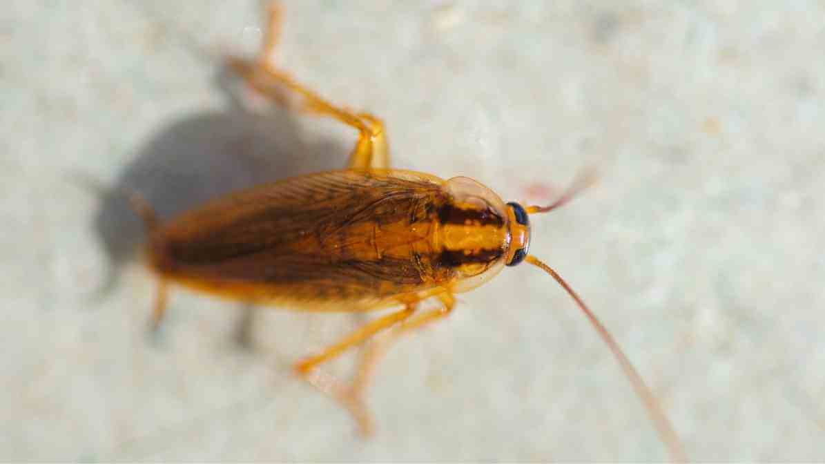 How to Identify Cockroach Species - Brown Banded Cockroach - German Cockroach