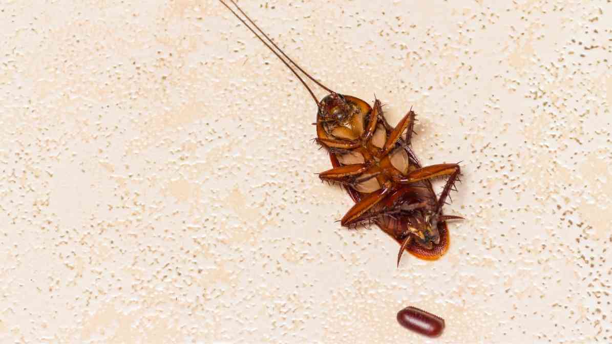 How to Identify Cockroach Species - Cockroach Abdomen