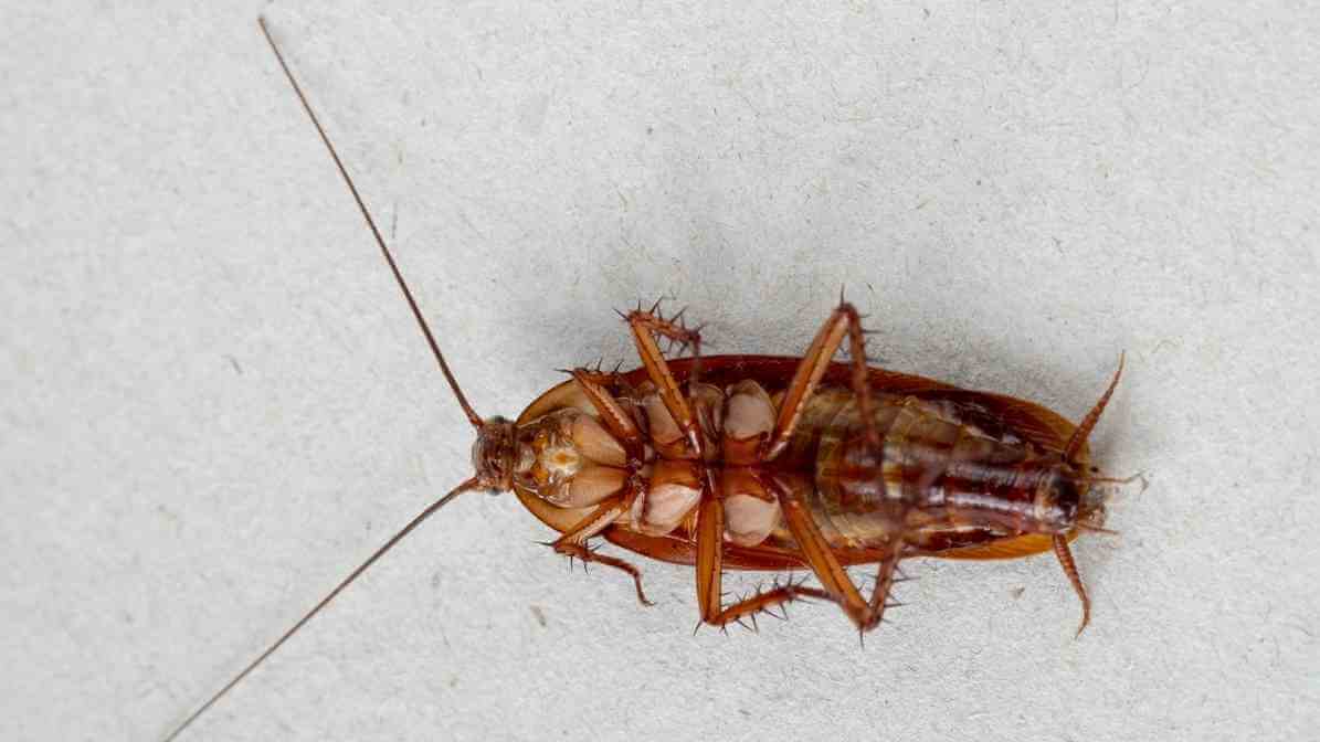 How to Identify Cockroach Species - Cockroach Thorax