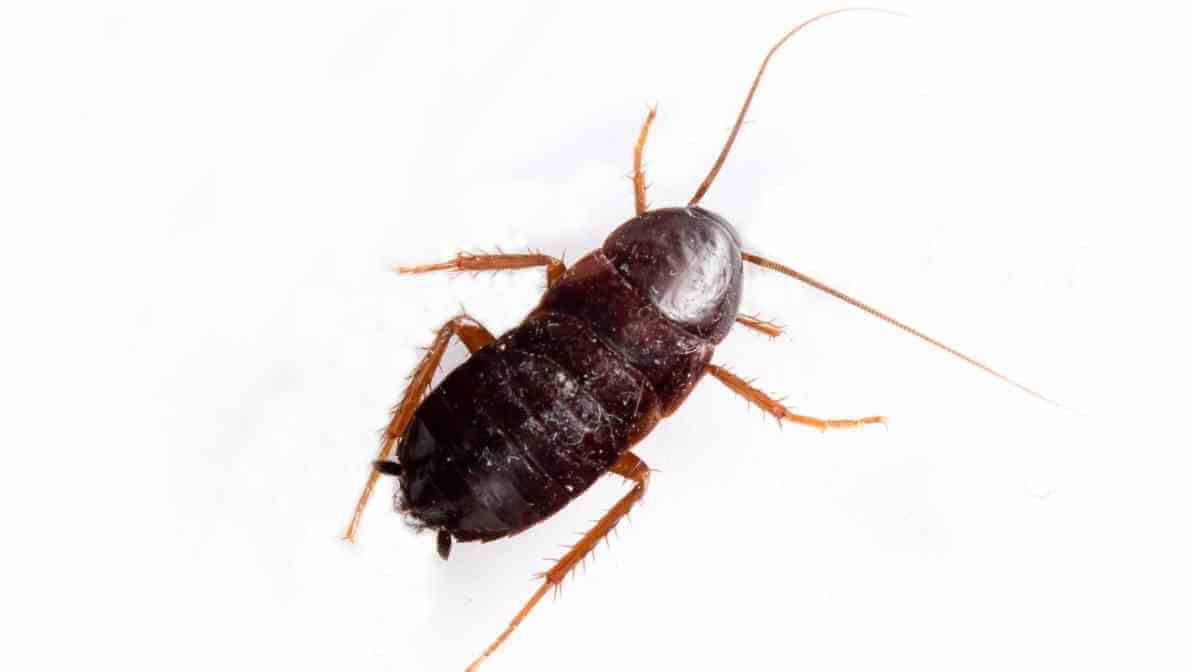 How to Identify Cockroach Species - Oriental Cockroach