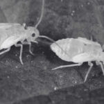 How to Uncover Book lice Infestation and Protect