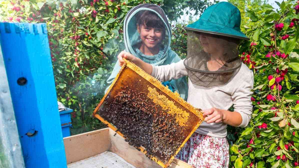 Introducing The Busy Bee to Singapore Modern Living - Educational Outreach - Innovative Pest Pte Ltd Introducing The Busy Bee to Singapore Modern Living - Educational Outreach
