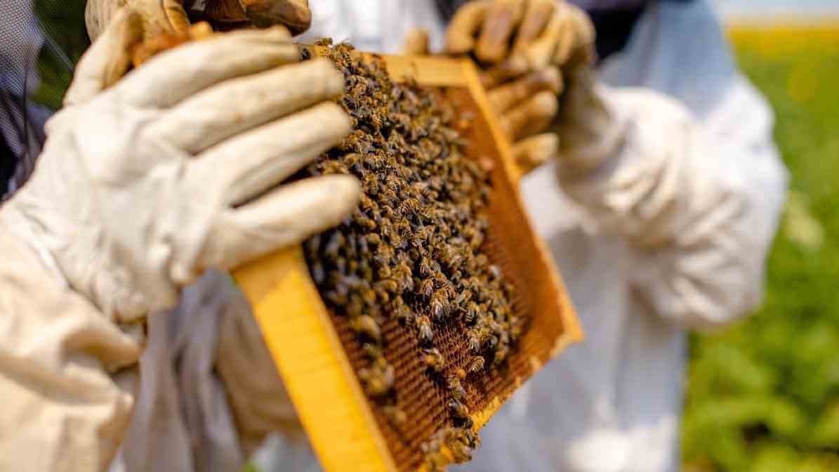 Introducing The Busy Bee to Singapore Modern Living - Providing Safe Habitats - Innovative Pest Pte Ltd Introducing The Busy Bee to Singapore Modern Living - Providing Safe Habitats