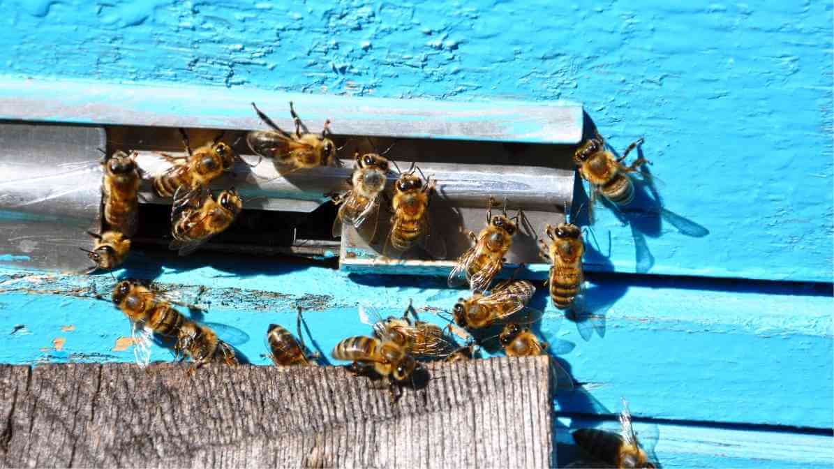 Introducing The Busy Bee to Singapore Modern Living - Reducing Public Nuisance - Innovative Pest Pte Ltd Introducing The Busy Bee to Singapore Modern Living - Reducing Public Nuisance