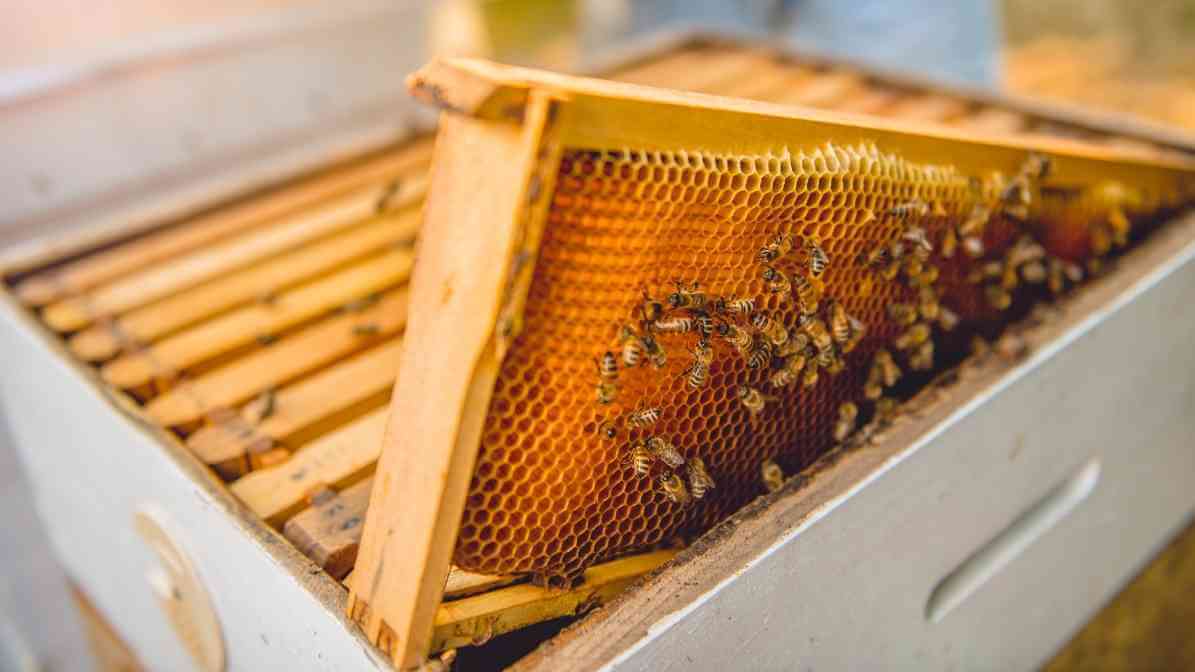 Introducing The Busy Bee to Singapore Modern Living - Supporting Conservation - Innovative Pest Pte Ltd Introducing The Busy Bee to Singapore Modern Living - Supporting Conservation