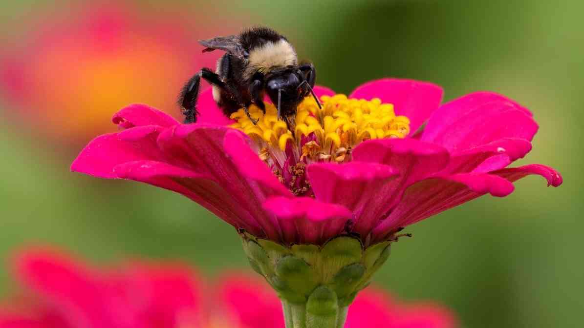 Introducing The Busy Bee to Singapore Modern Living - Supporting Pest Invasive Species - Innovative Pest Pte Ltd Introducing The Busy Bee to Singapore Modern Living - Supporting Pest Invasive Species