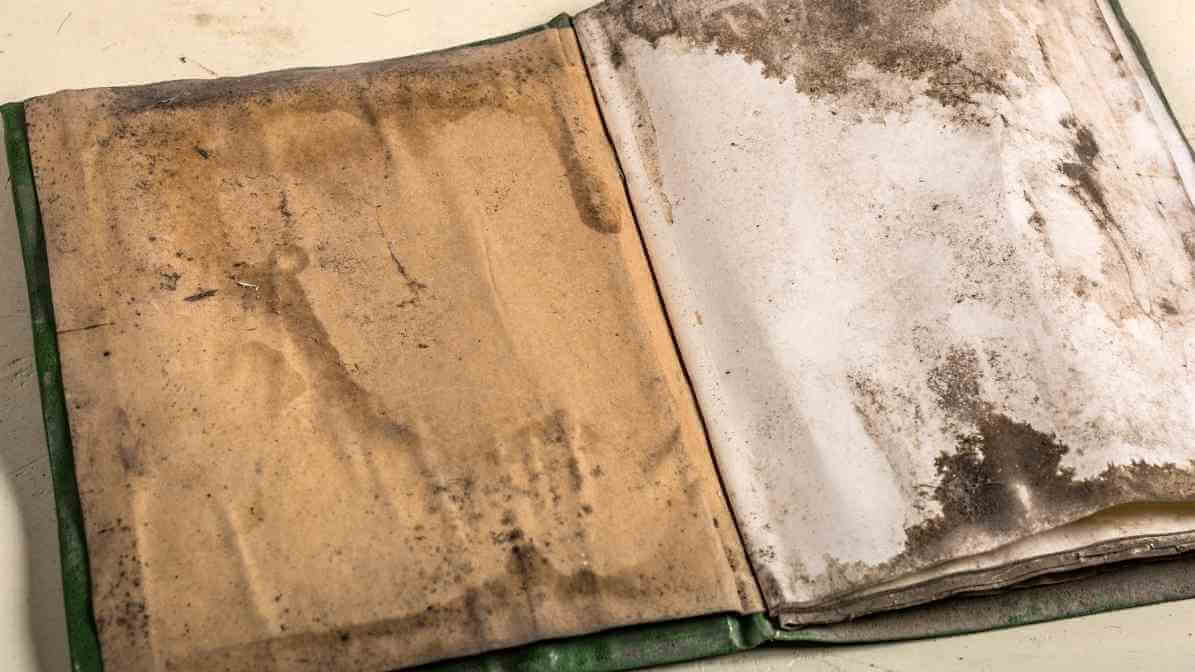 Powerful Booklice Pest Control Techniques for Your Property - Remove Infested Items