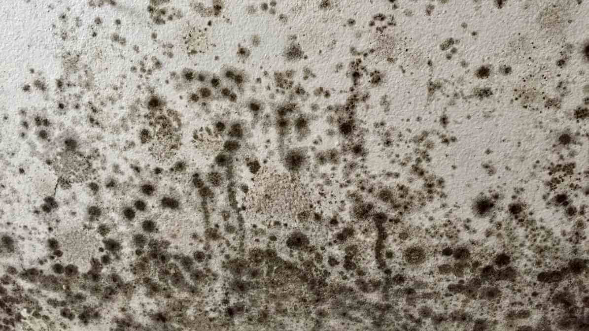 Powerful Booklice Pest Control Techniques for Your Property - Tiny Insect Crawling on Books - Mould and Mildew
