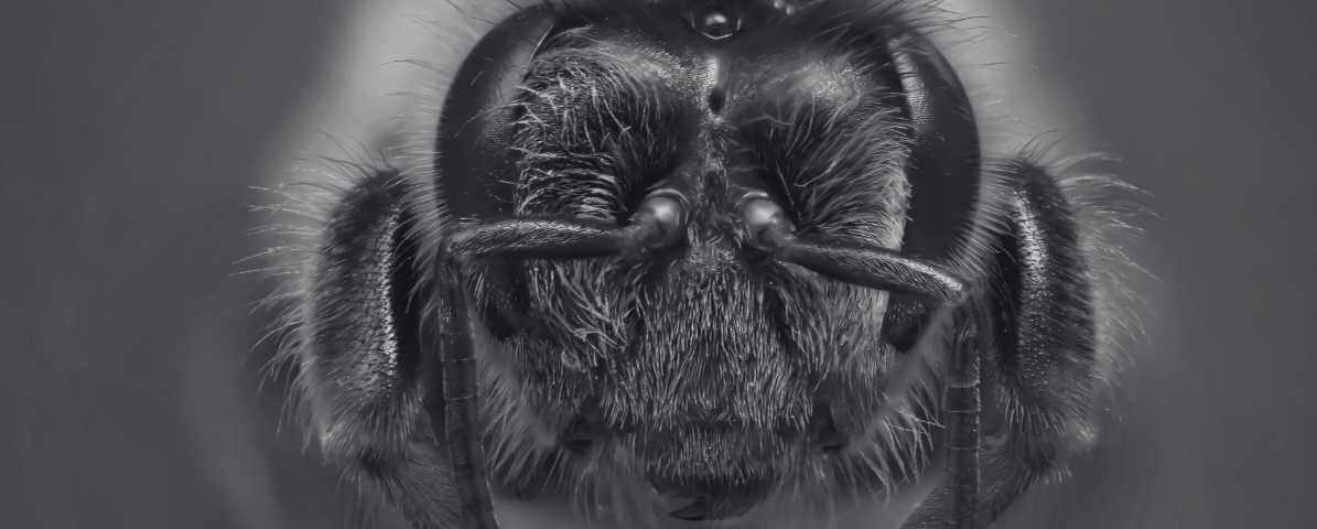 Queen Bee Can Live 20 Times Longer Than Their Worker Bees