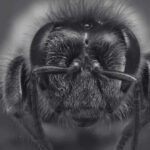 Queen Bee Can Live 20 Times Longer Than Their Worker Bees