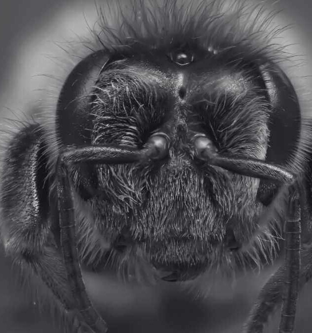 Queen Bee Can Live 20 Times Longer Than Their Worker Bees
