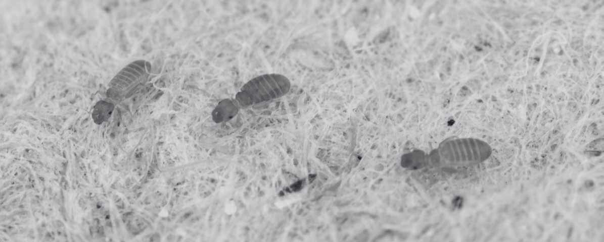 Quick and Easiest Ways to Get Rid of Booklice - Innovative Pest Pte Ltd Quick and Easiest Ways to Get Rid of Booklice