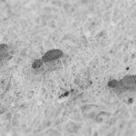 Quick and Easiest Ways to Get Rid of Booklice - Innovative Pest Pte Ltd Quick and Easiest Ways to Get Rid of Booklice