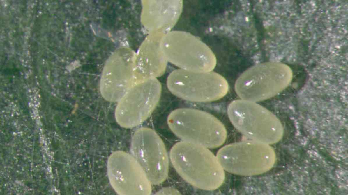 Quick and Easy Ways to Get Rid of Booklice - Booklice Eggs