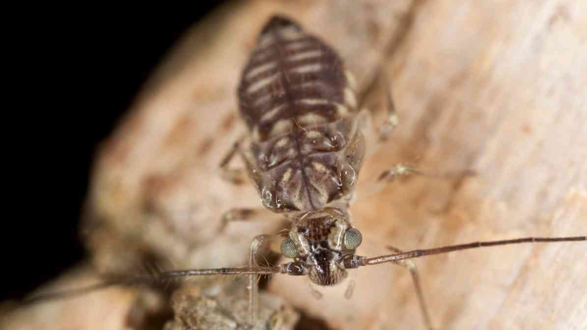 Quick and Easy Ways to Get Rid of Booklice - in Cracks and Crevices