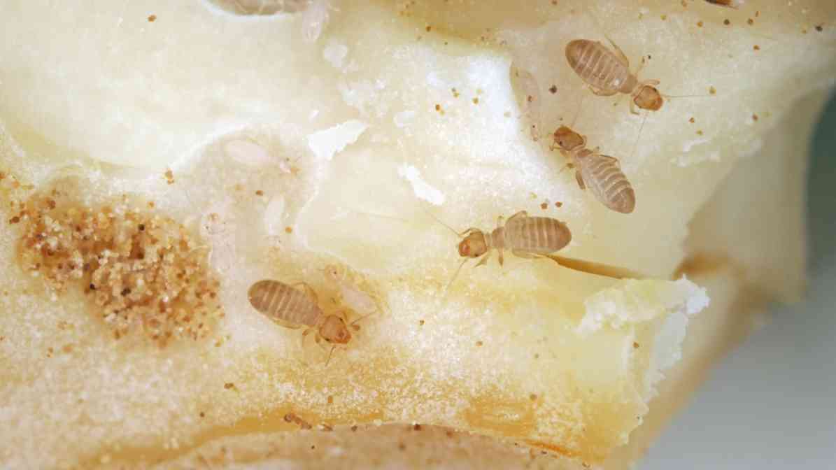 Quick and Easy Ways to Get Rid of Booklice - on Mould and Mildew