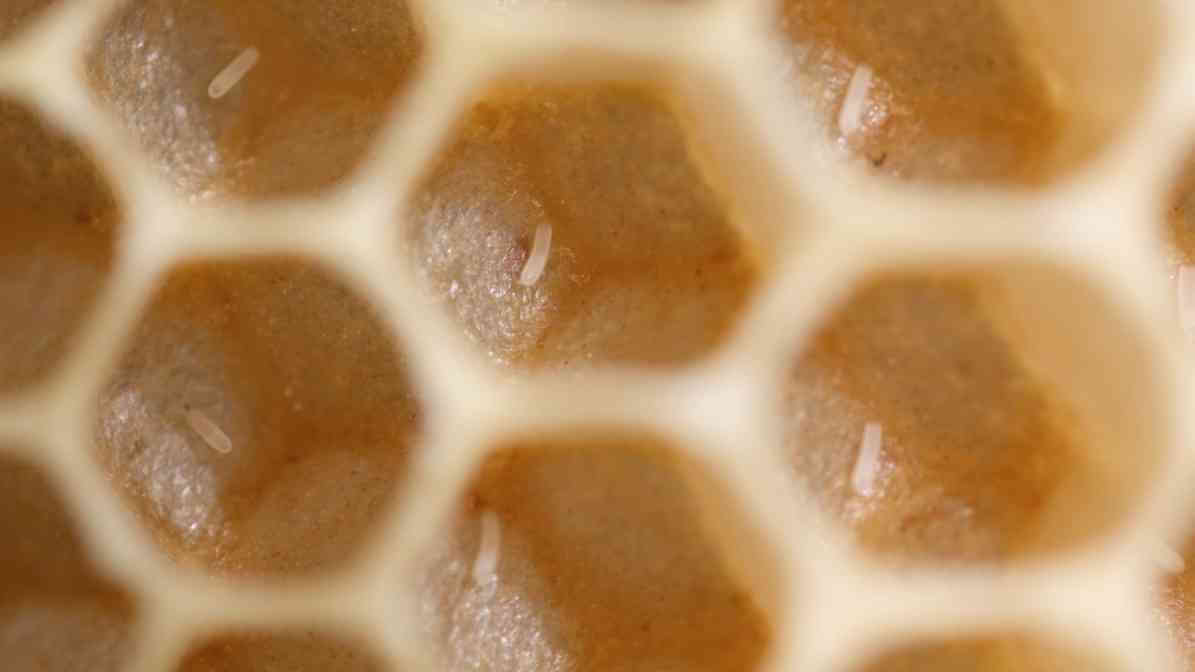 Surprising Queen Bee Long Life is A Revolutionary Science - Bee Eggs