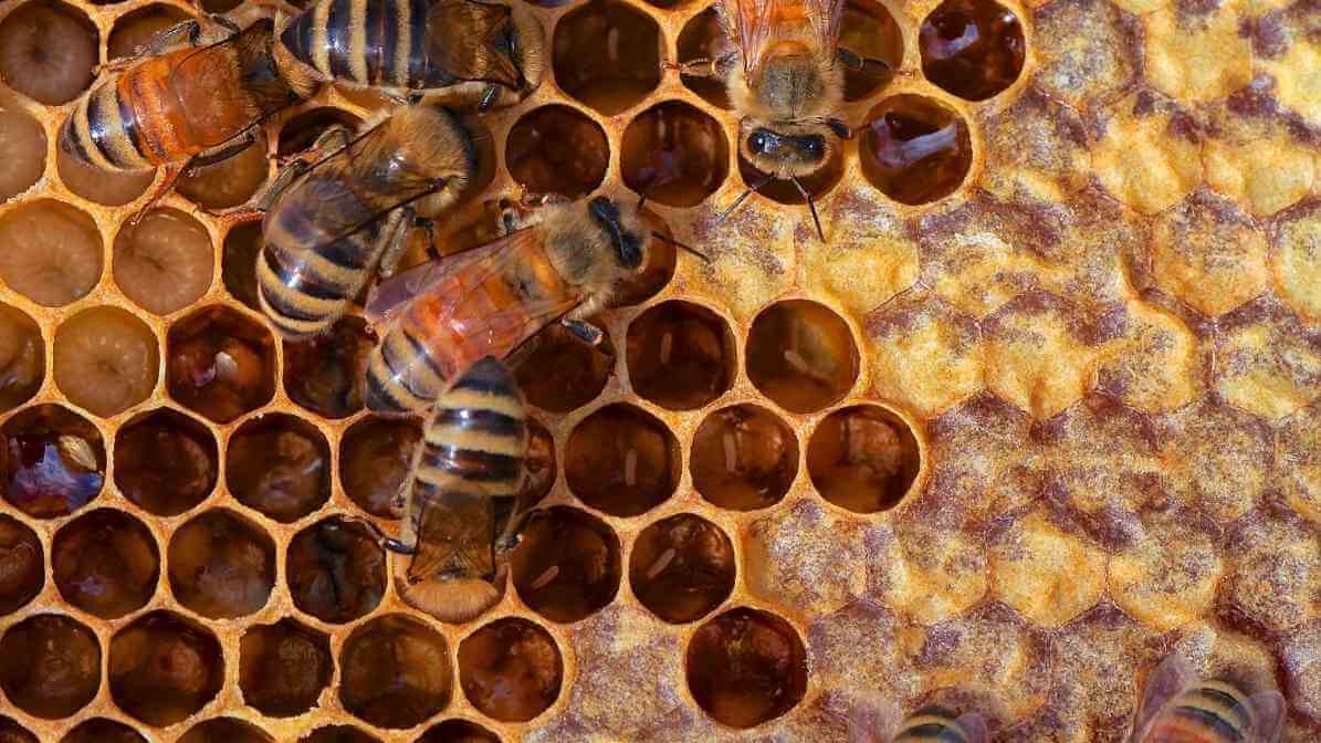 Surprising Queen Bee Long Life is A Revolutionary Science - Bee Fertilisation Process