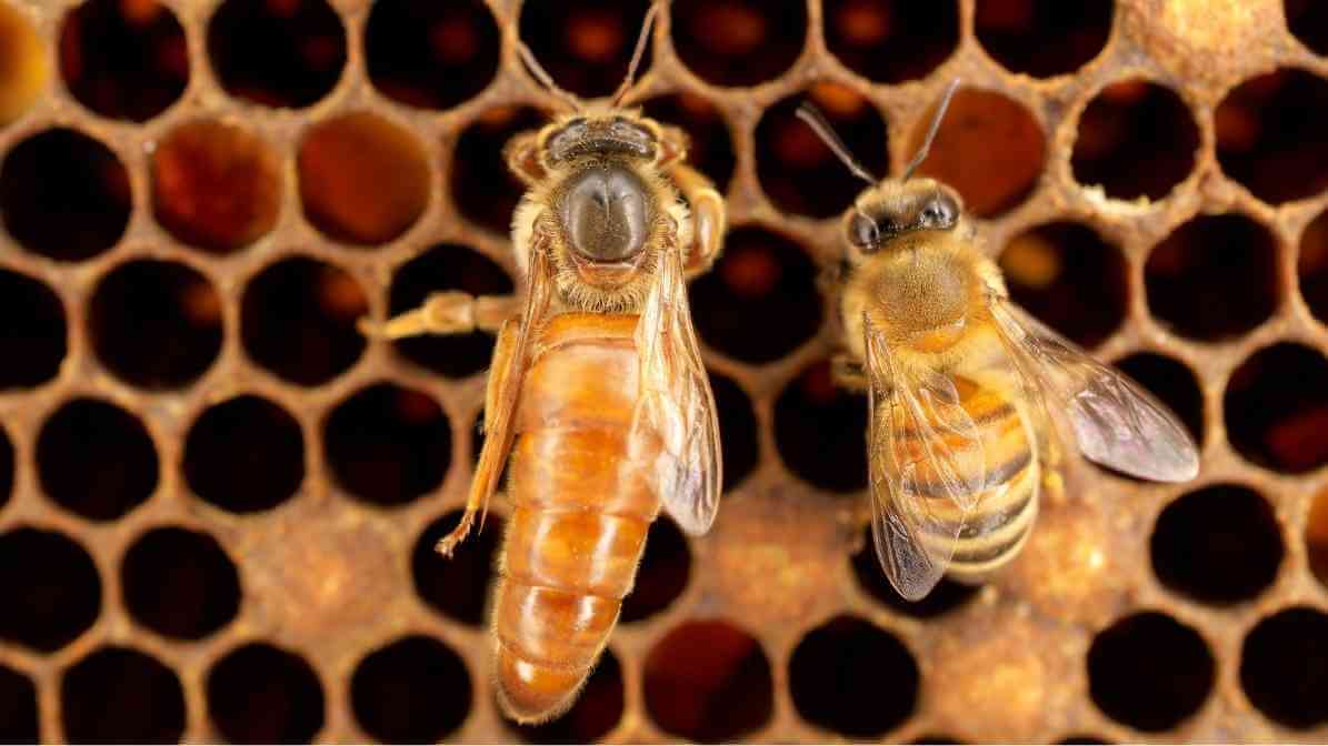 Surprising Queen Bee Long Life is A Revolutionary Science - Development of the Queen