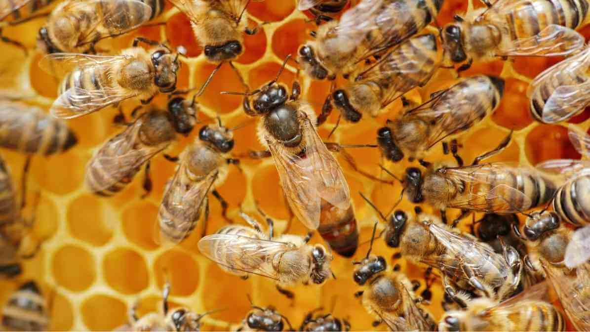 Surprising Queen Bee Long Life is A Revolutionary Science - Fertilised Eggs and Mating Flights