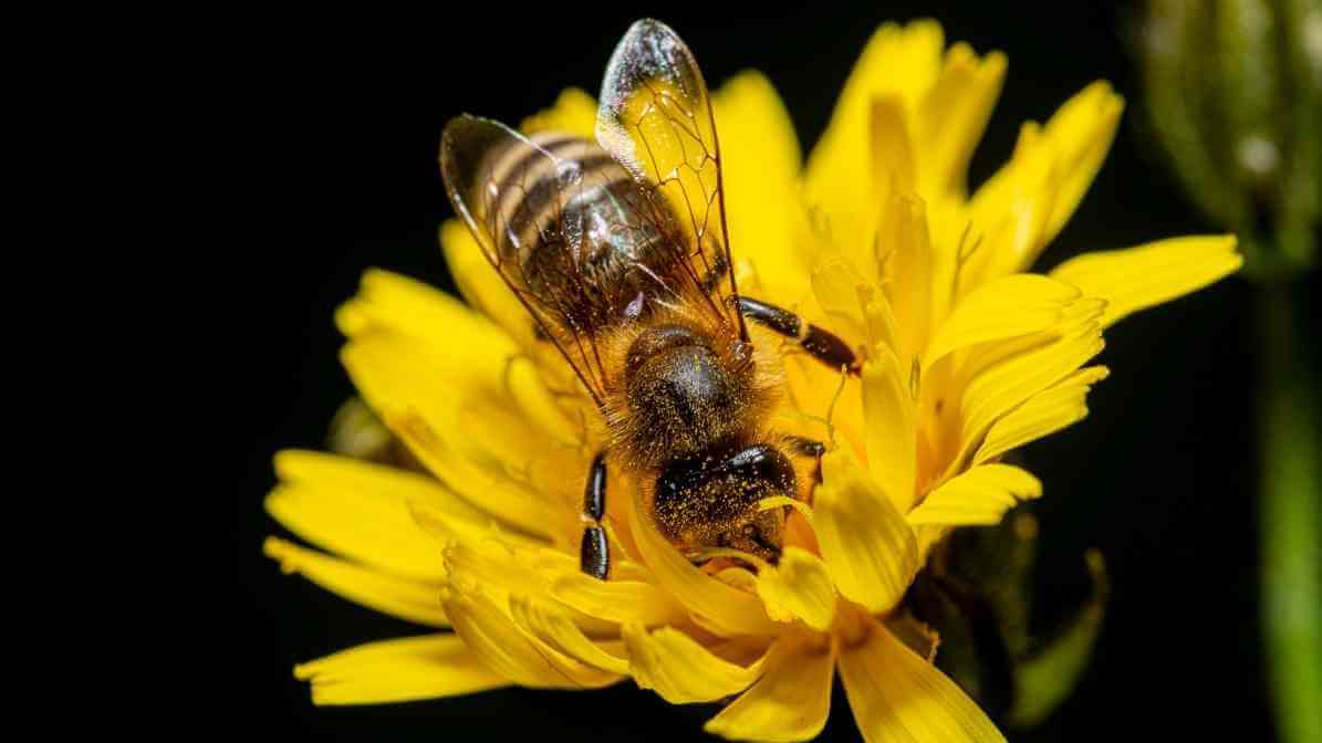 Types of Bees in Singapore - Asian Honey Bee Apis cerana