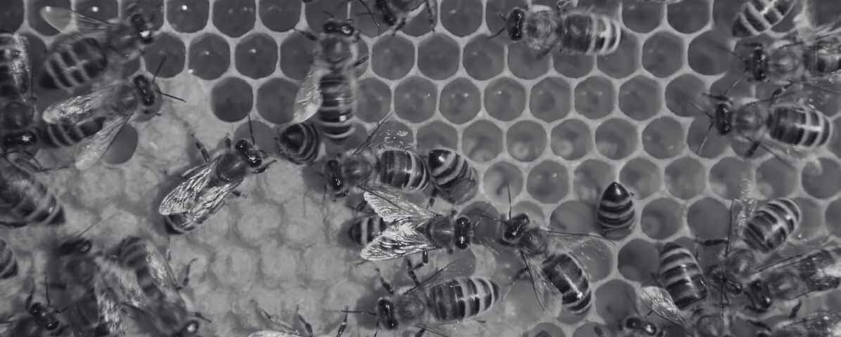 Types of Bees in Singapore