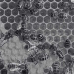Types of Bees in Singapore - Innovative Pest Management - Innovative Pest Pte Ltd Types of Bees in Singapore