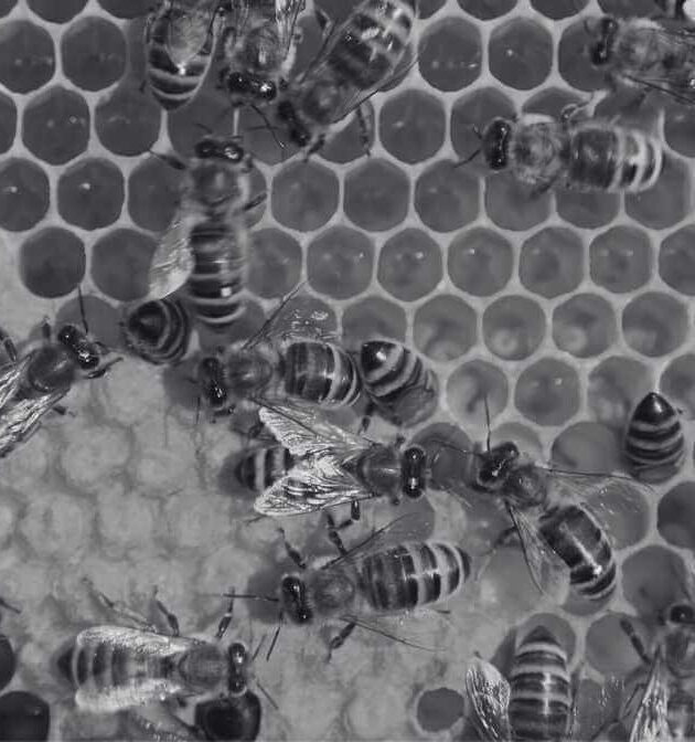 Types of Bees in Singapore