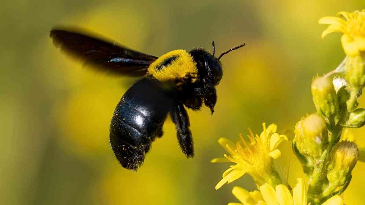 Types of Bees in Singapore - Carpenter Bee Xylocopa spp