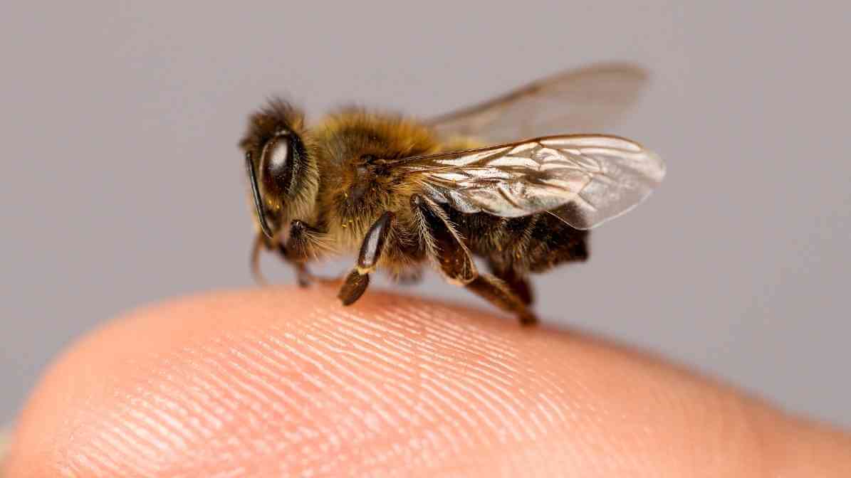 Types of Bees in Singapore - Dwarf Honey Bee Apis andreniformis