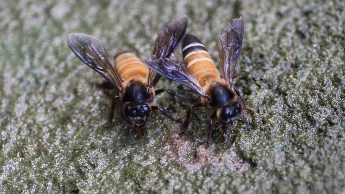 Types of Bees in Singapore - Giant Honey Bee Apis dorsata