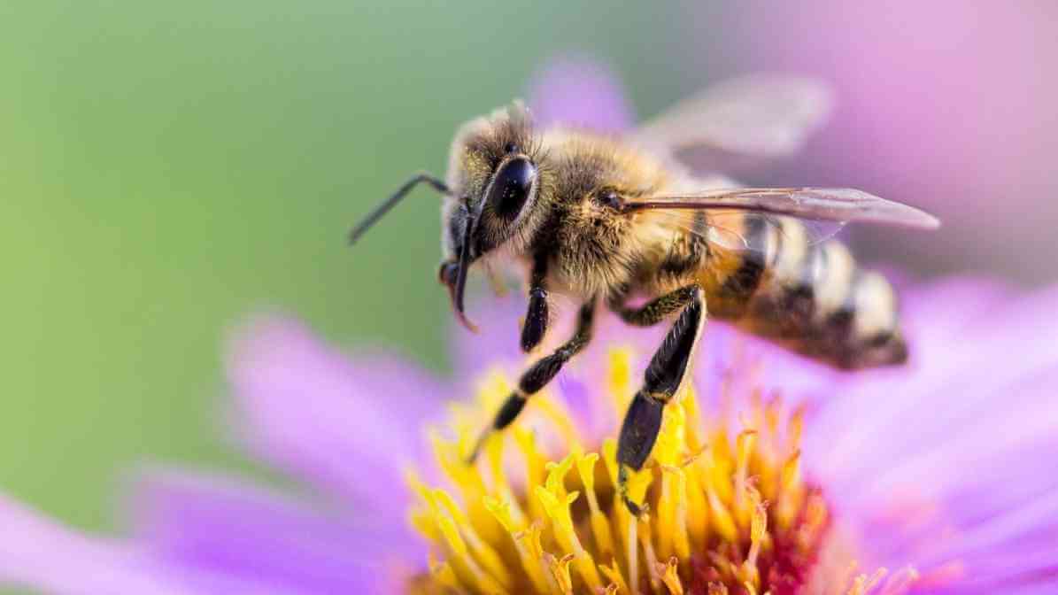Types of Bees in Singapore - Mason Bee Megachile spp