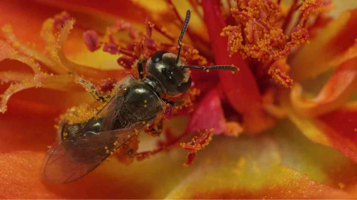 Types of Bees in Singapore - Reed Bee Braunsapis spp