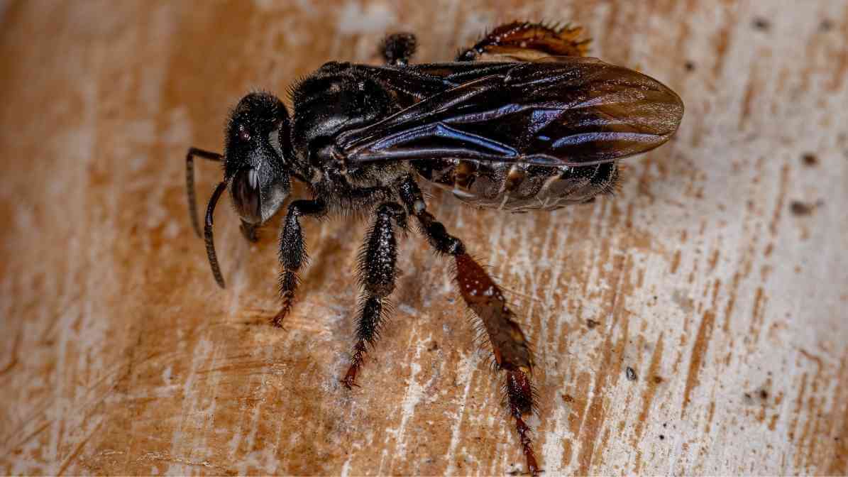 Types of Bees in Singapore - Stingless Bee Tetragonula spp