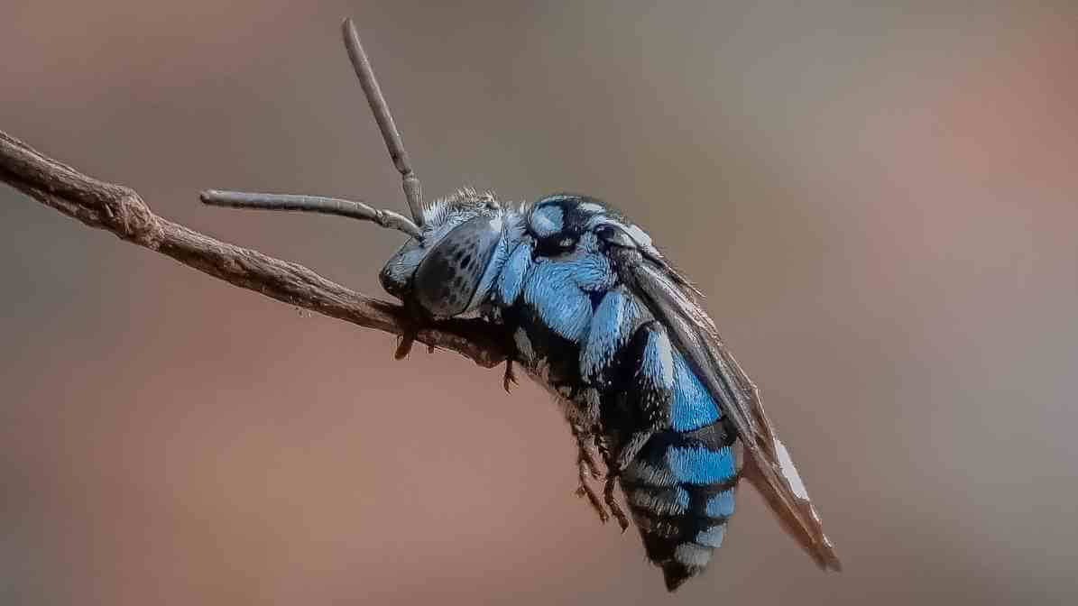 Types of Bees In Singapore - Cloak-and-Dagger Bee Thyreus spp