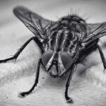 10 Diseases Spread by Housefly - Innovative Pest Pte Ltd The Fly: 10 Diseases Spread by Housefly