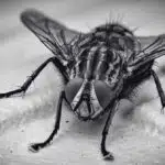 The Fly: 10 Diseases Spread by Housefly