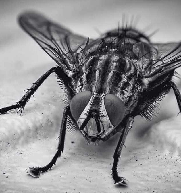 10 Diseases Spread by Housefly - Innovative Pest Pte Ltd The Fly: 10 Diseases Spread by Housefly