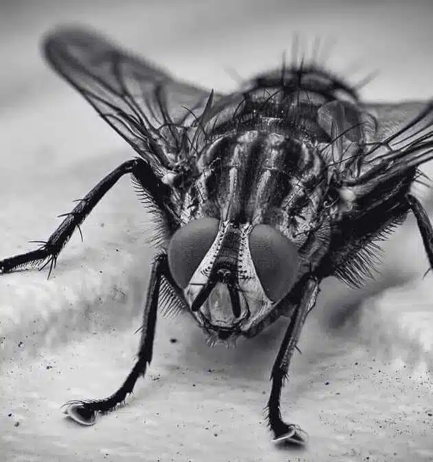The Fly: 10 Diseases Spread by Housefly