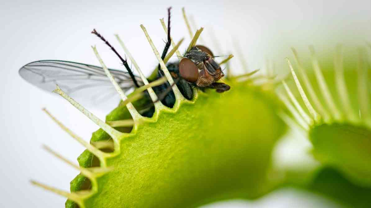 10 Diseases Spread by Housefly - Biological Control