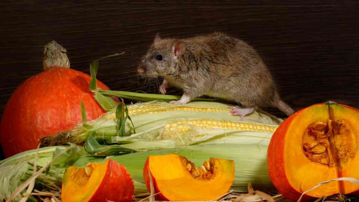 5 Steps for Rodent Control in Restaurant - Food Storage - Innovative Pest Pte Ltd 5 Steps for Rodent Control in Restaurant - Food Storage
