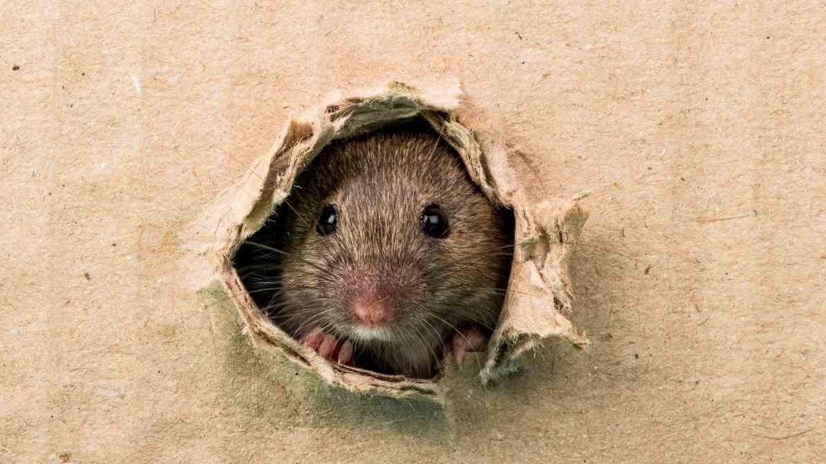 5 Steps for Rodent Control in Restaurant - Nesting Habits - Innovative Pest Pte Ltd 5 Steps for Rodent Control in Restaurant - Nesting Habits